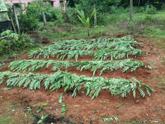 ಹೆಬ್ರಿ: ಸರಕಾರಿ ಶಾಲೆಯಲ್ಲಿ ತರಕಾರಿ ತೋಟ; ಚಾರ ಬೆಳಂಜೆ ಶೌರ್ಯ ತಂಡದಿಂದ ರಚನೆ.