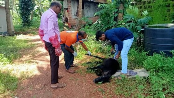 ಬೈಂದೂರು: ಹಸುವಿನ ರಕ್ಷಣೆ; ಶೌರ್ಯ ತಂಡದವದ ಮಾಹಿತಿಯಂತೆ ಪಶುವೈದ್ಯರಿಂದ ಚಿಕಿತ್ಸೆ.